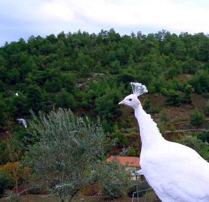 Angel'S Hills Mountain Resort Kambia Esterno foto